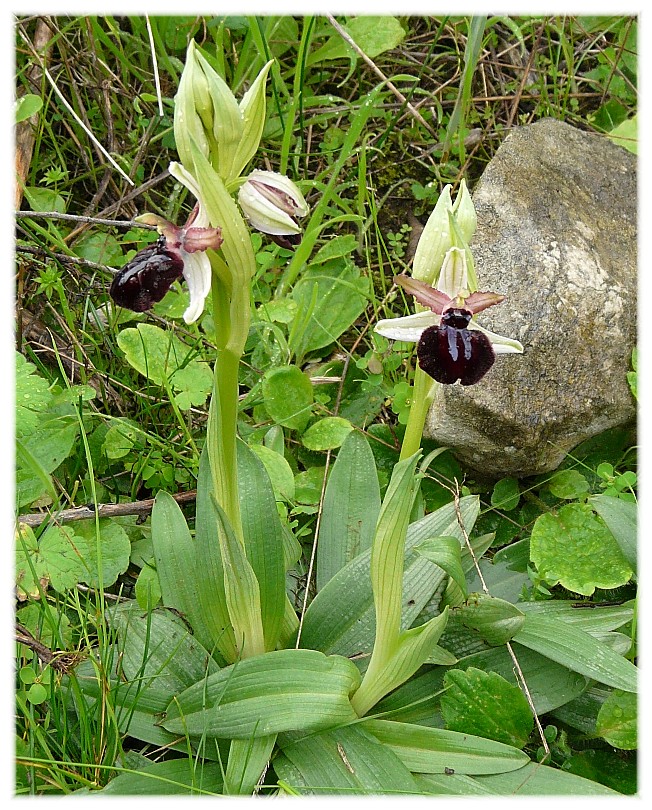 Ophrys fusca s.l. e O. sipontensis